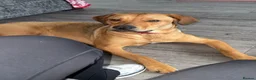 Mixed Breed dogs for sale: Bo 🎀 - Advert 1