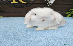 Mini Lop rabbits for sale: **Stunning Mini lop baby buck available** - Image 8