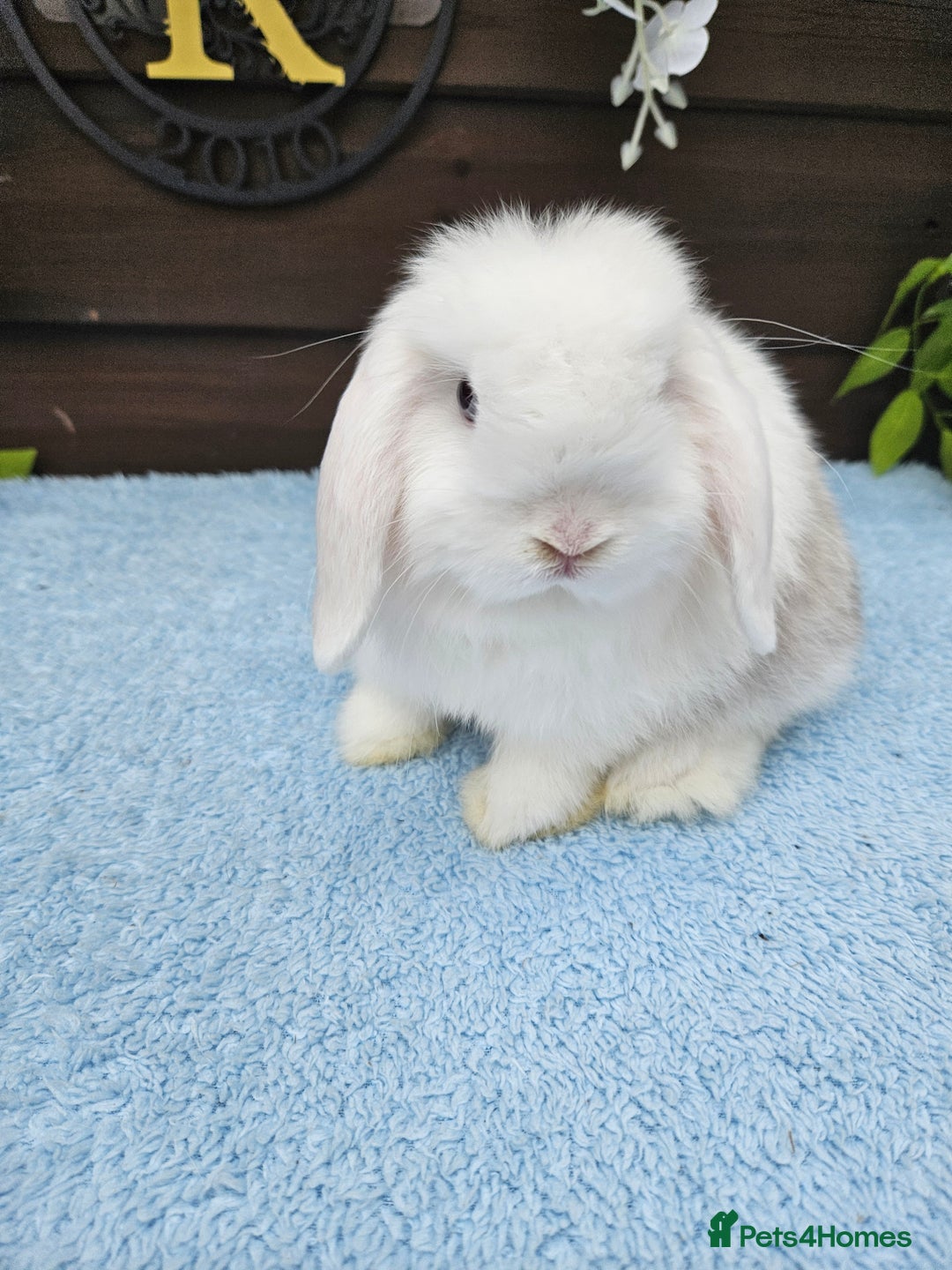 Mini Lop rabbits for sale: **Stunning Mini lop baby buck available** - Image 8