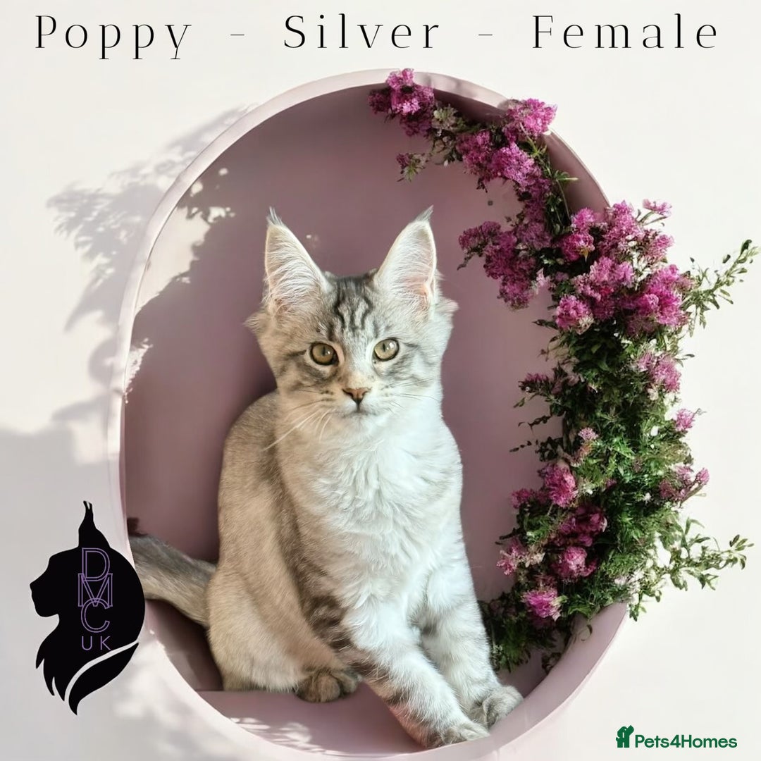 Maine Coon cats for sale: Ready Now- 2 Silver Female Pedigree Maine Coons - Image 6