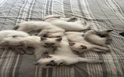 Ragdoll cats for sale: GCCF Lilac/blue high white ragdolls Kittens  - Image 7