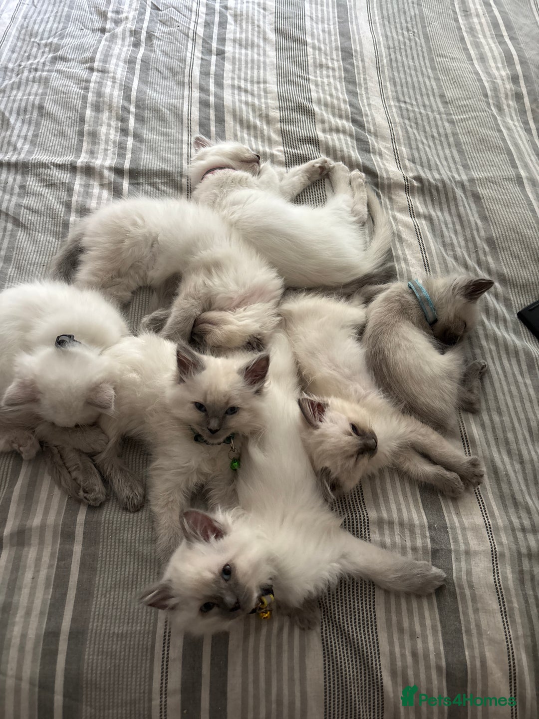 Ragdoll cats for sale: GCCF Lilac/blue high white ragdolls Kittens  - Image 7