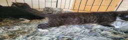 Mixed Breed cats for sale: 3 beautiful kittens left - Advert 15
