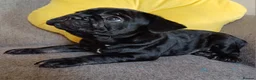 French Bulldog dogs for sale: Ready now, quality French Bulldog Puppies  - Advert 36