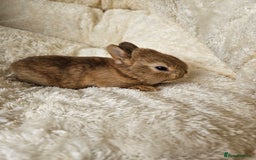 Netherland Dwarf rabbits for sale: Netherland Dwarf bunnies - Image 12
