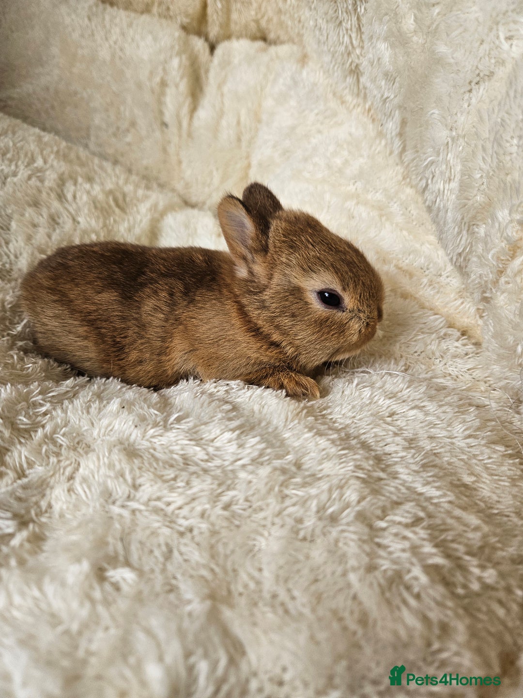 Netherland Dwarf rabbits for sale: Netherland Dwarf bunnies - Image 12
