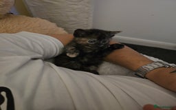British Shorthair cats for sale: 🐱Four  Sisters Looking for Their Forever Homes!  - Image 13