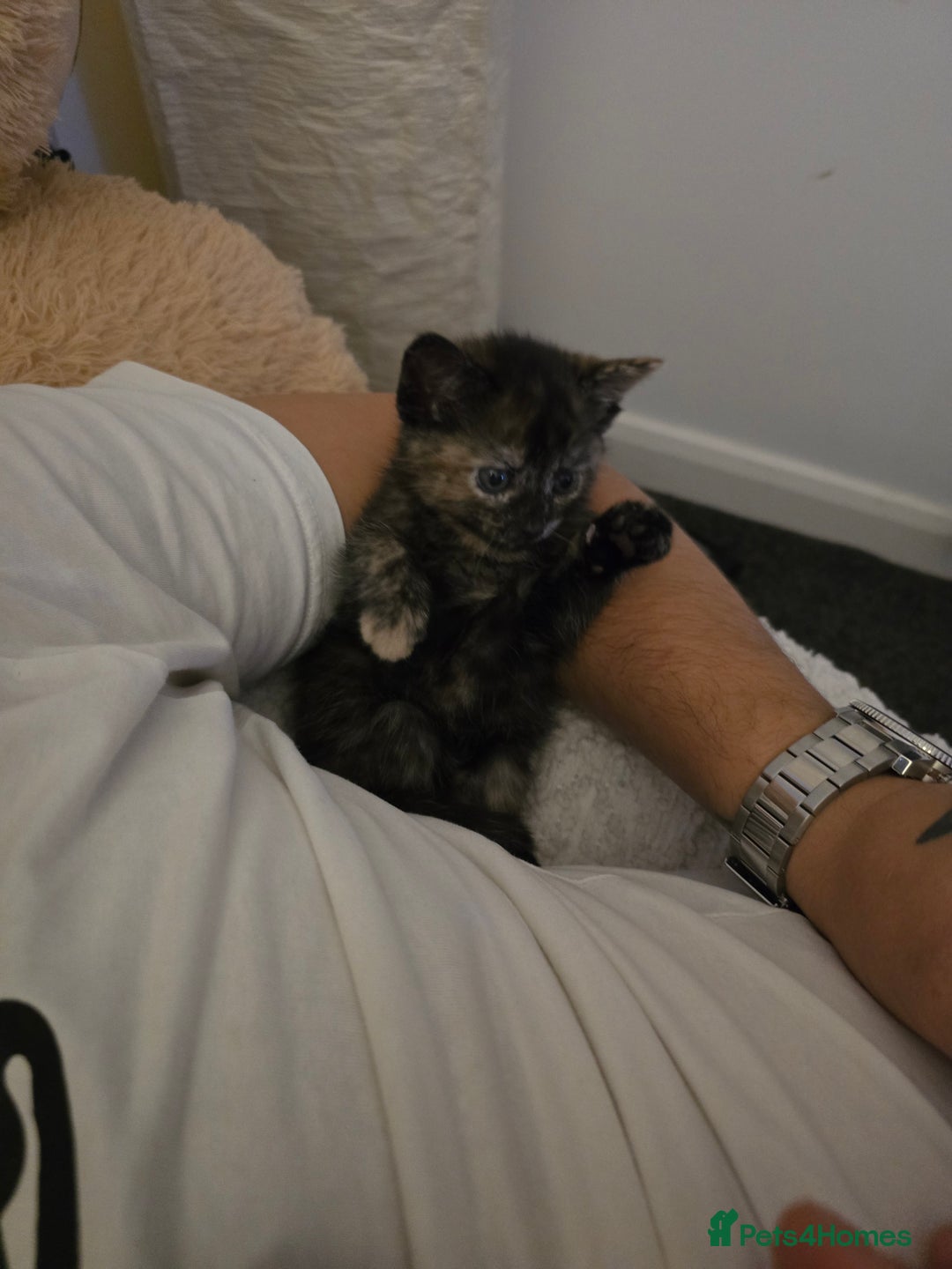 British Shorthair cats for sale: 🐱Four  Sisters Looking for Their Forever Homes!  - Image 13
