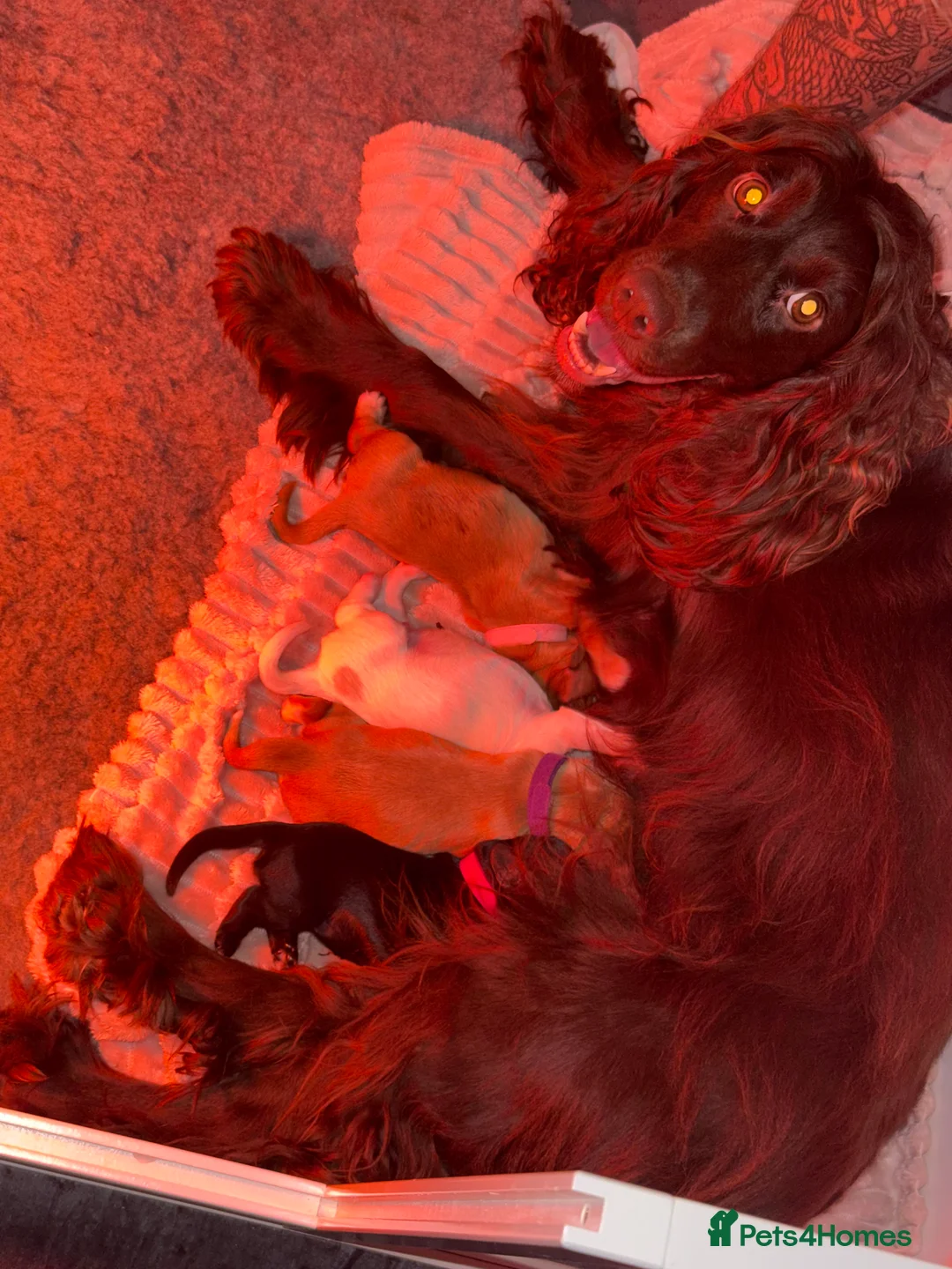 Cocker Spaniel dogs for sale: Beautiful Working Cocker Spaniel Puppies - Advert 2