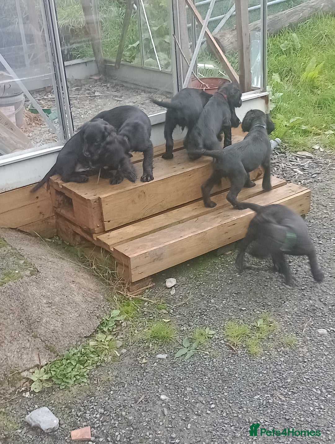 Sprocker dogs for sale: 8 gorgeous Sprocker puppies  - Image 7