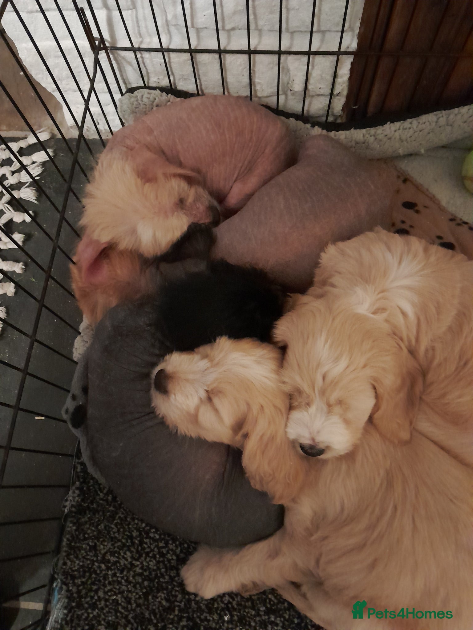 Mixed Breed dogs Chinese crested cross cocker spaniel - Advert 16