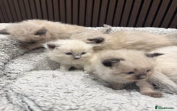 Ragdoll cats for sale: Stunning Ragdoll Kittens Ready soon - Image 4