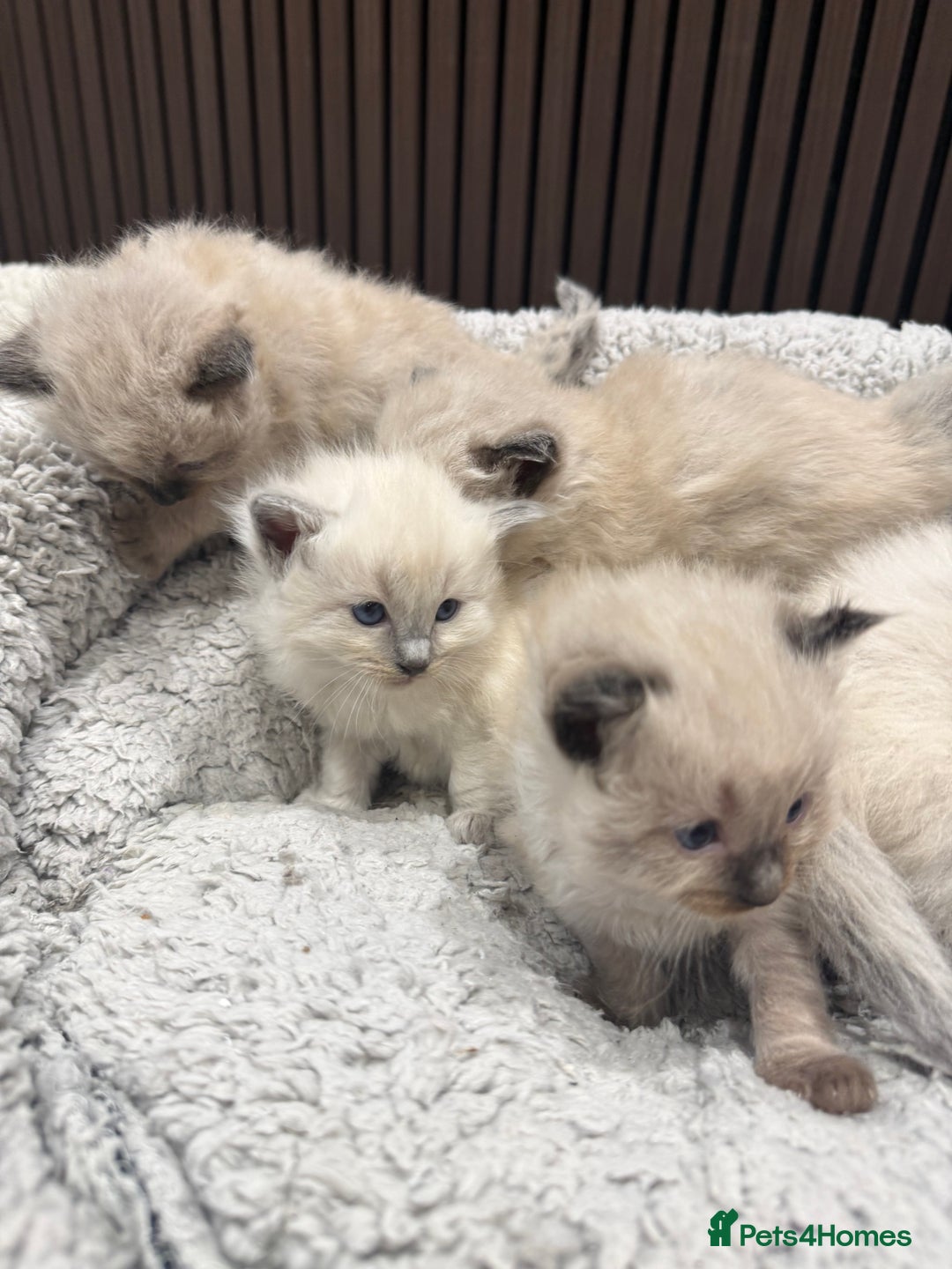 Ragdoll cats for sale: Stunning Ragdoll Kittens Ready soon - Image 4