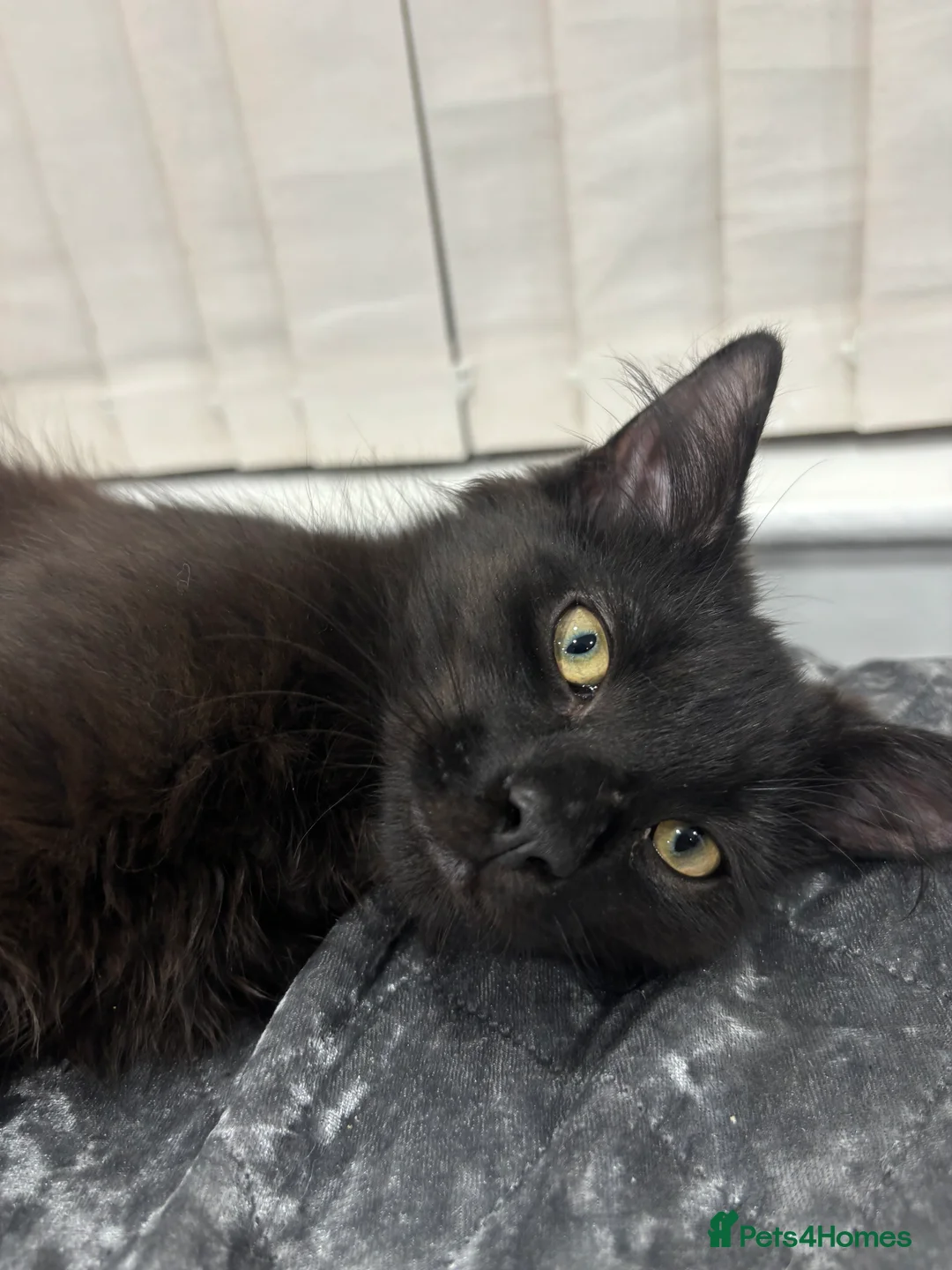 Mixed Breed cats for sale: Maine coone mixed breed - Advert 7