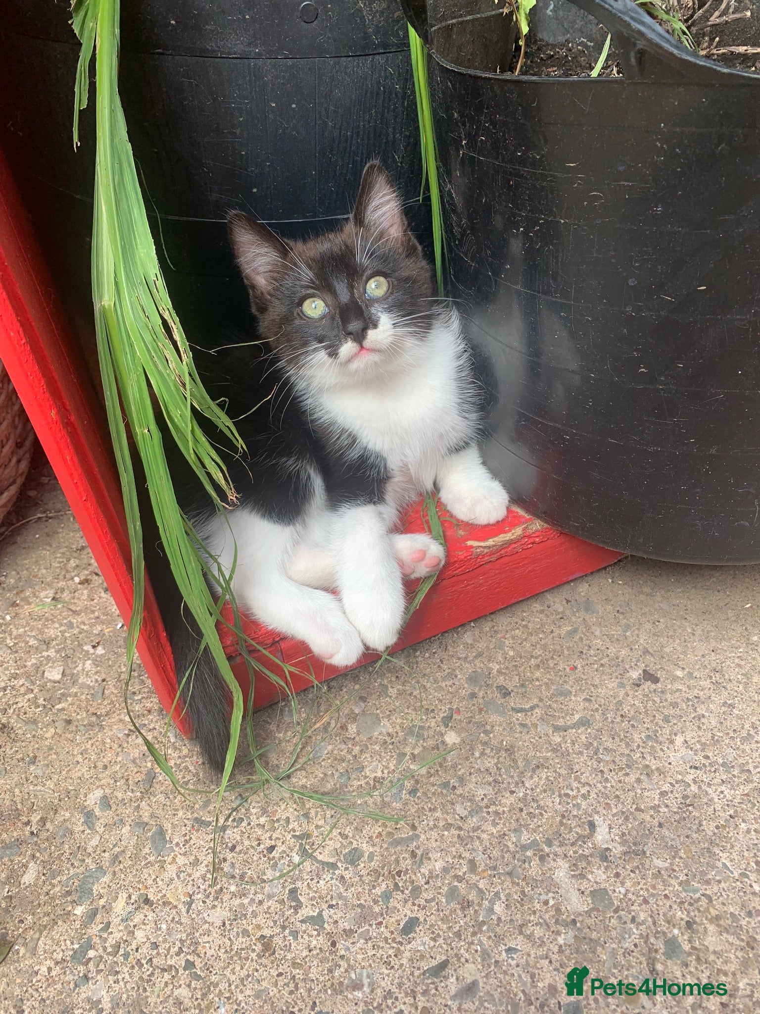 Mixed Breed cats Adorable kittens  - Advert 19