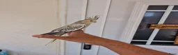Cockatiels birds for sale: Super hand tamed baby cockatiels  - Advert 11