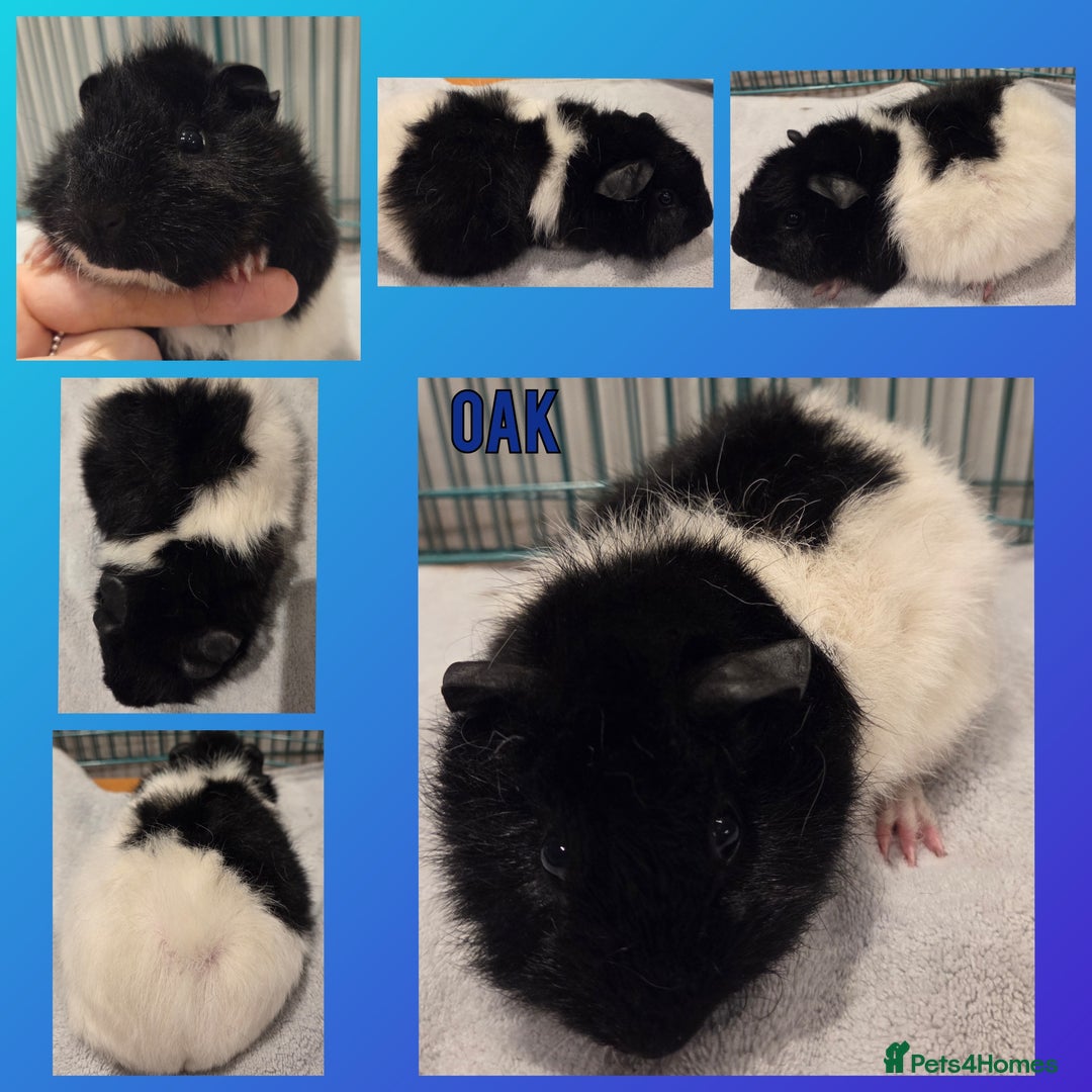Guinea Pig rodents for sale: Gorgeous Baby Guinea Pigs - Advert 6