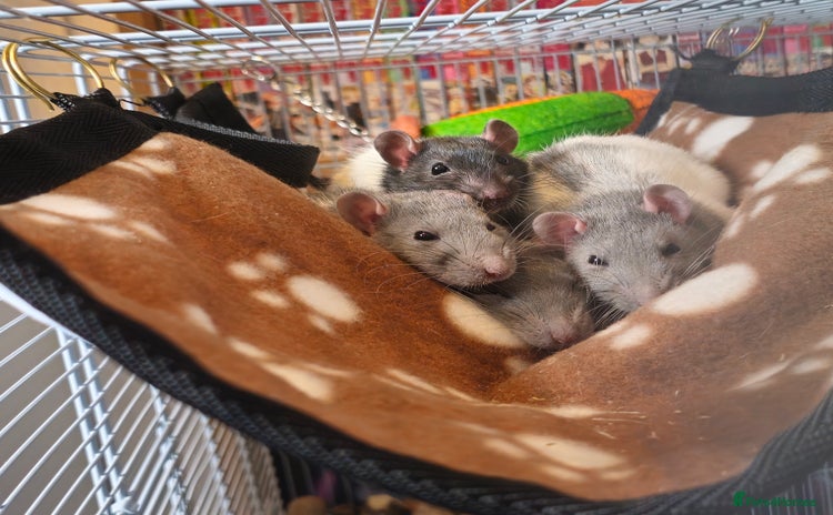 Rat rodents - Advert 1