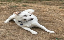 Mixed Breed dogs for adoption: Chance  - Image 7