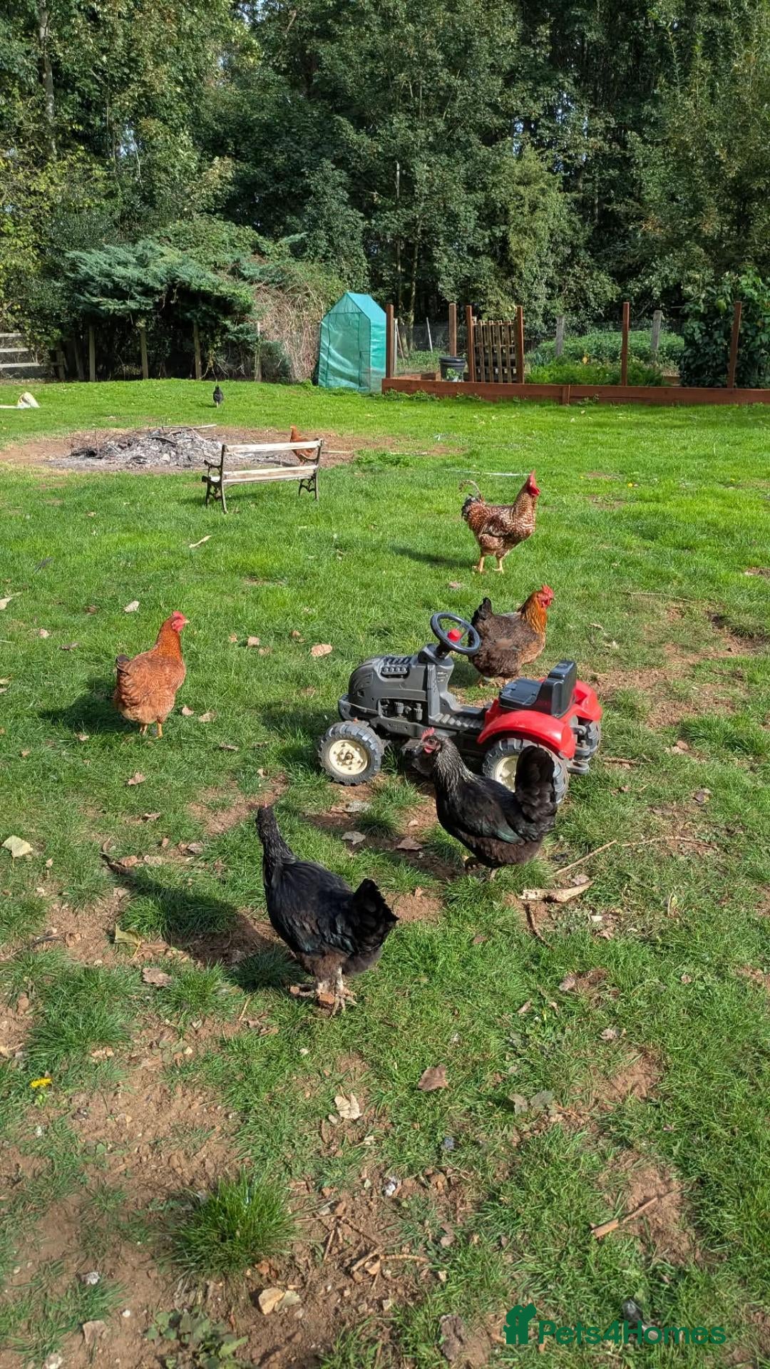 Chickens poultry Mixed chickens various ages - Advert 1