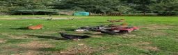 Chickens poultry for sale: Mixed chickens various ages in King's Lynn - Advert 1