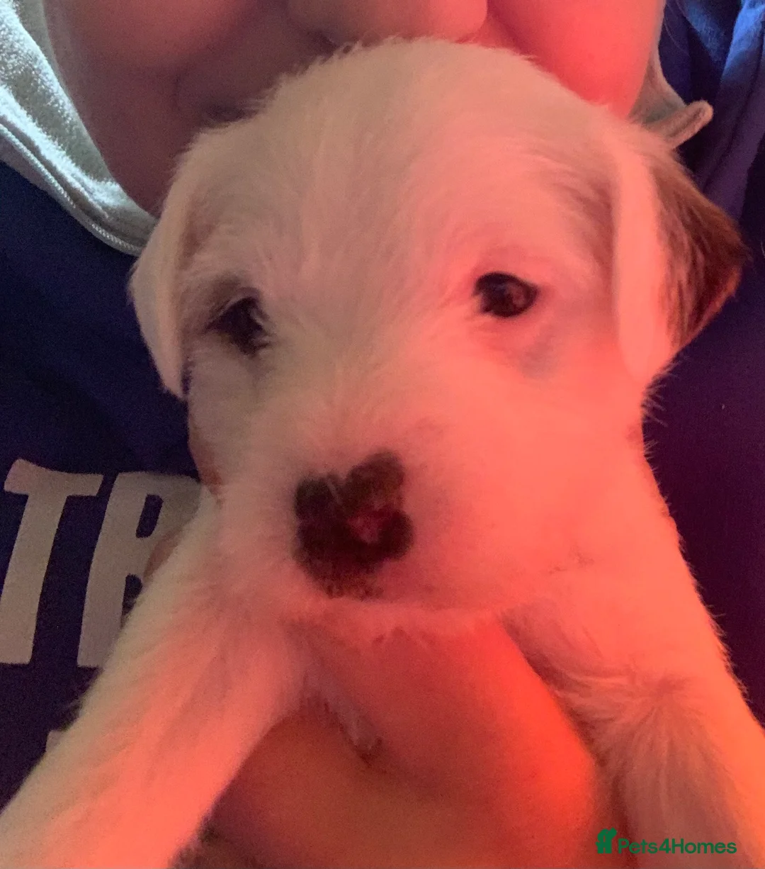 Parson Russell dogs for sale: Parson Russell Puppies - Advert 2