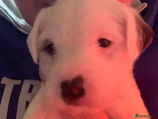 Parson Russell dogs Parson Russell Puppies - Advert 2