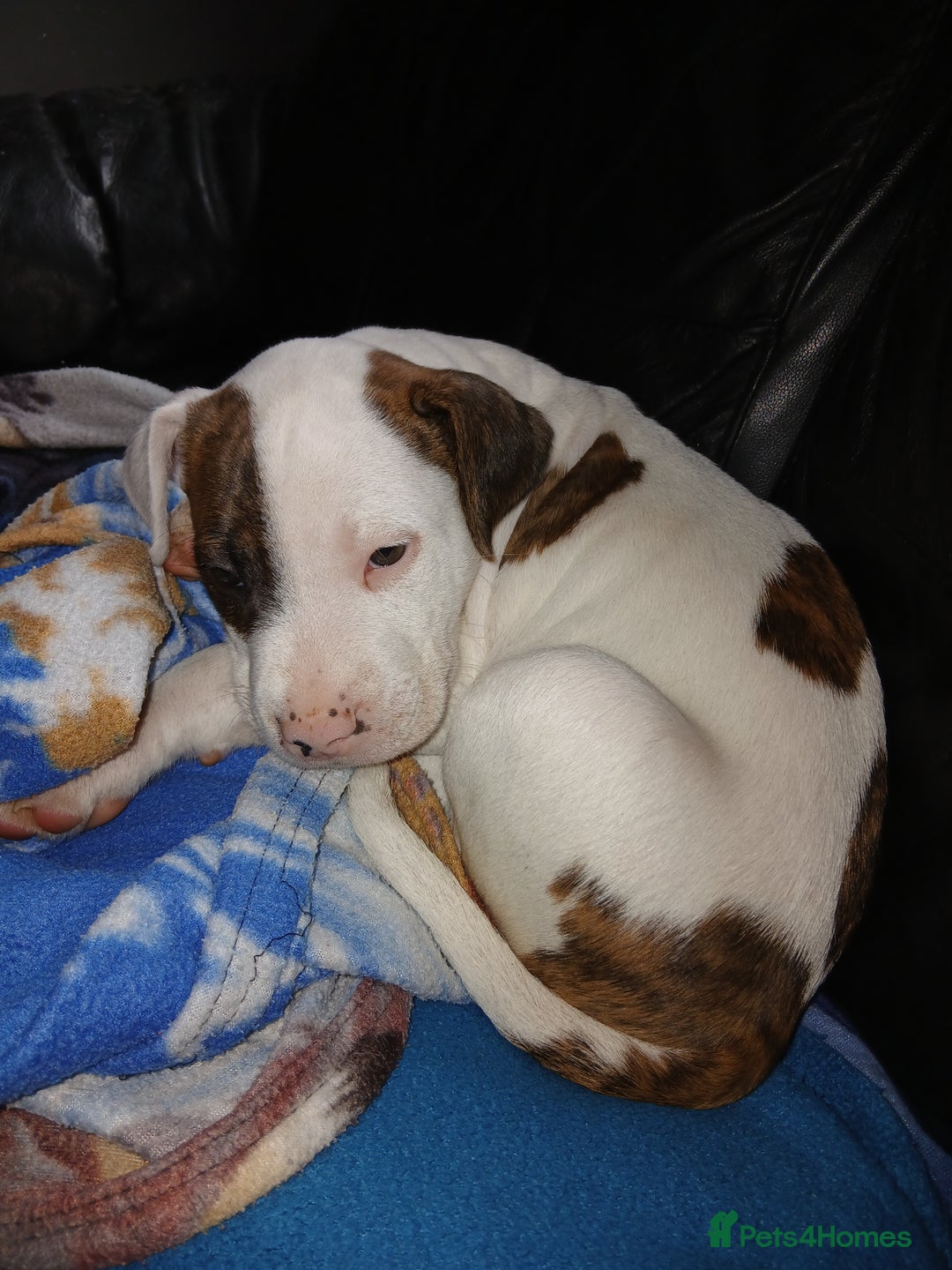 Mixed Breed dogs for sale: 3 loving puppys for sale - Image 2