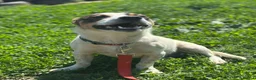 Mixed Breed dogs for adoption: 💙🐶 JAZZ – HE WANTS EVERYONE TO JOIN THE FUN - Advert 23