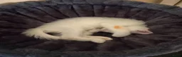 Turkish Angora cats for sale: He is ready to go  - Advert 8