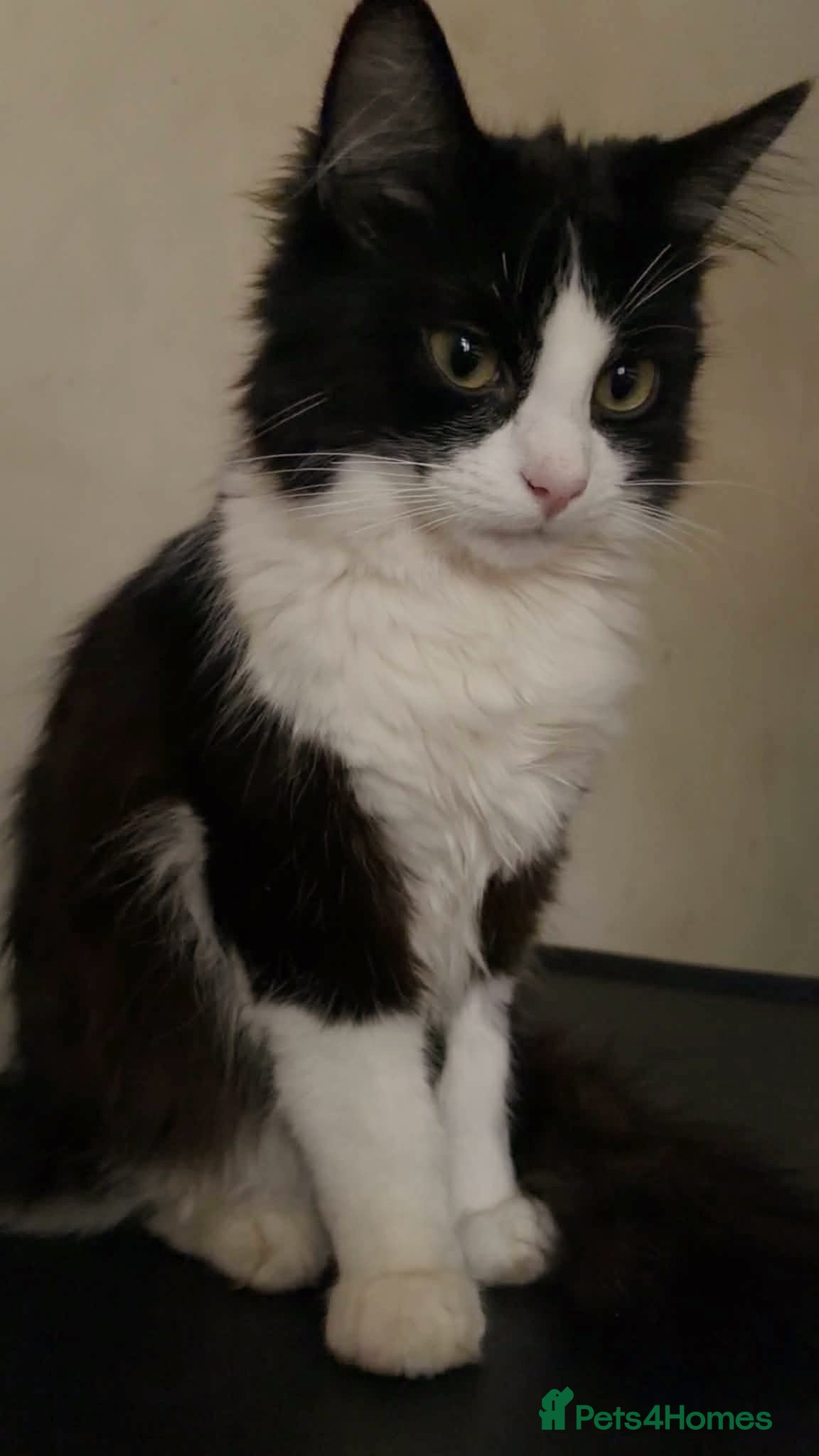 Mixed Breed cats Mr Business - Advert 1