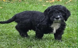Cockapoo dogs for sale: 🐶F2 COCKAPOO PUPPIES🐶 - Image 3