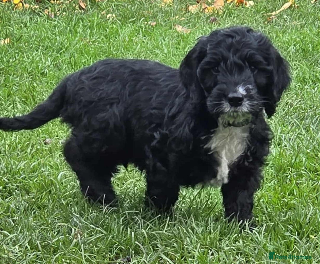 Cockapoo dogs for sale: 🐶F2 COCKAPOO PUPPIES🐶 - Image 3