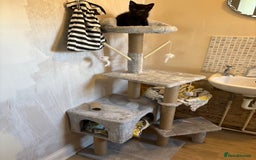 Mixed Breed cats for sale: 9 week old female kitten  - Image 9