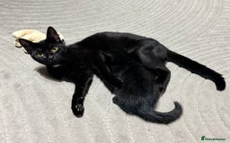 Domestic Shorthair cats for sale: 3 Black kittens with white spot - Image 2