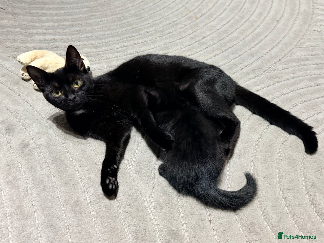 Domestic Shorthair cats for sale: 3 Black kittens with white spot - Image 2