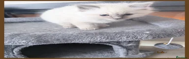 Ragdoll Kitten 3