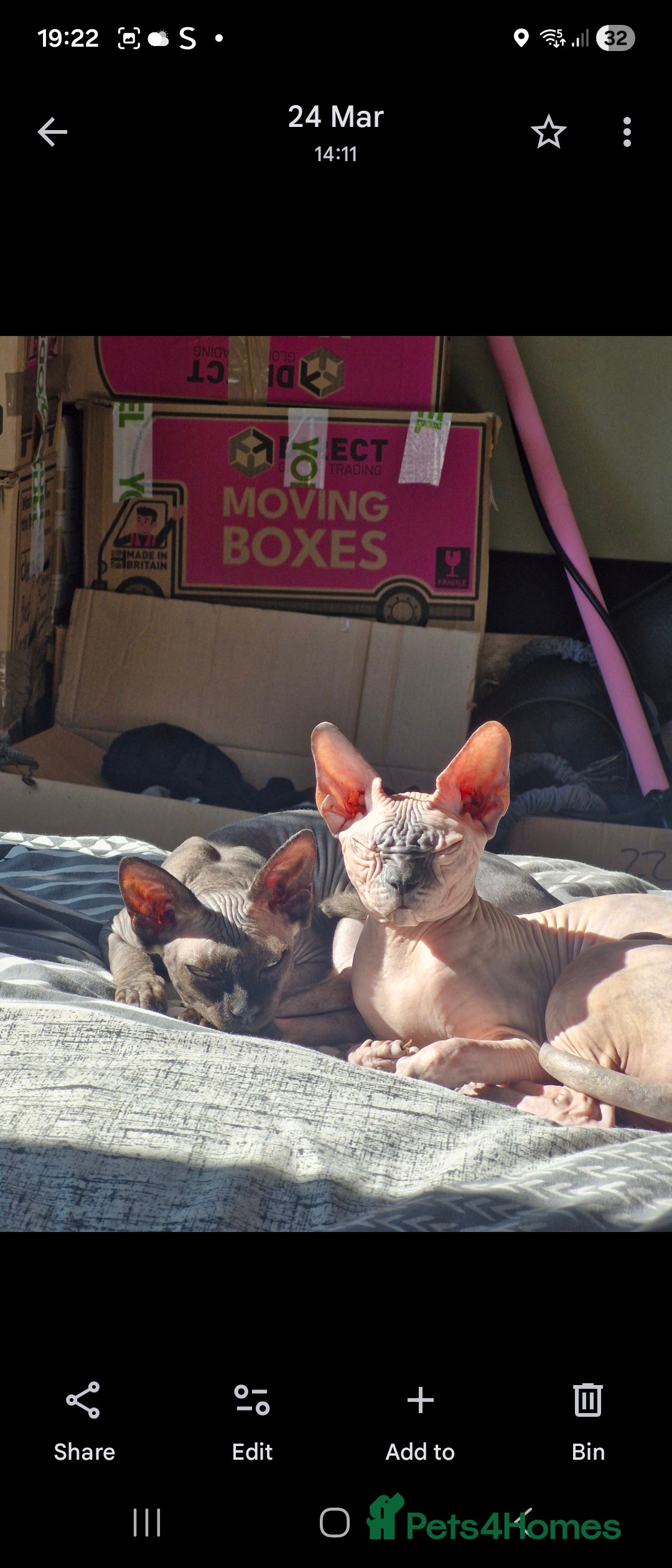 Sphynx cats for sale: 2 year old female seal point  - Advert 17