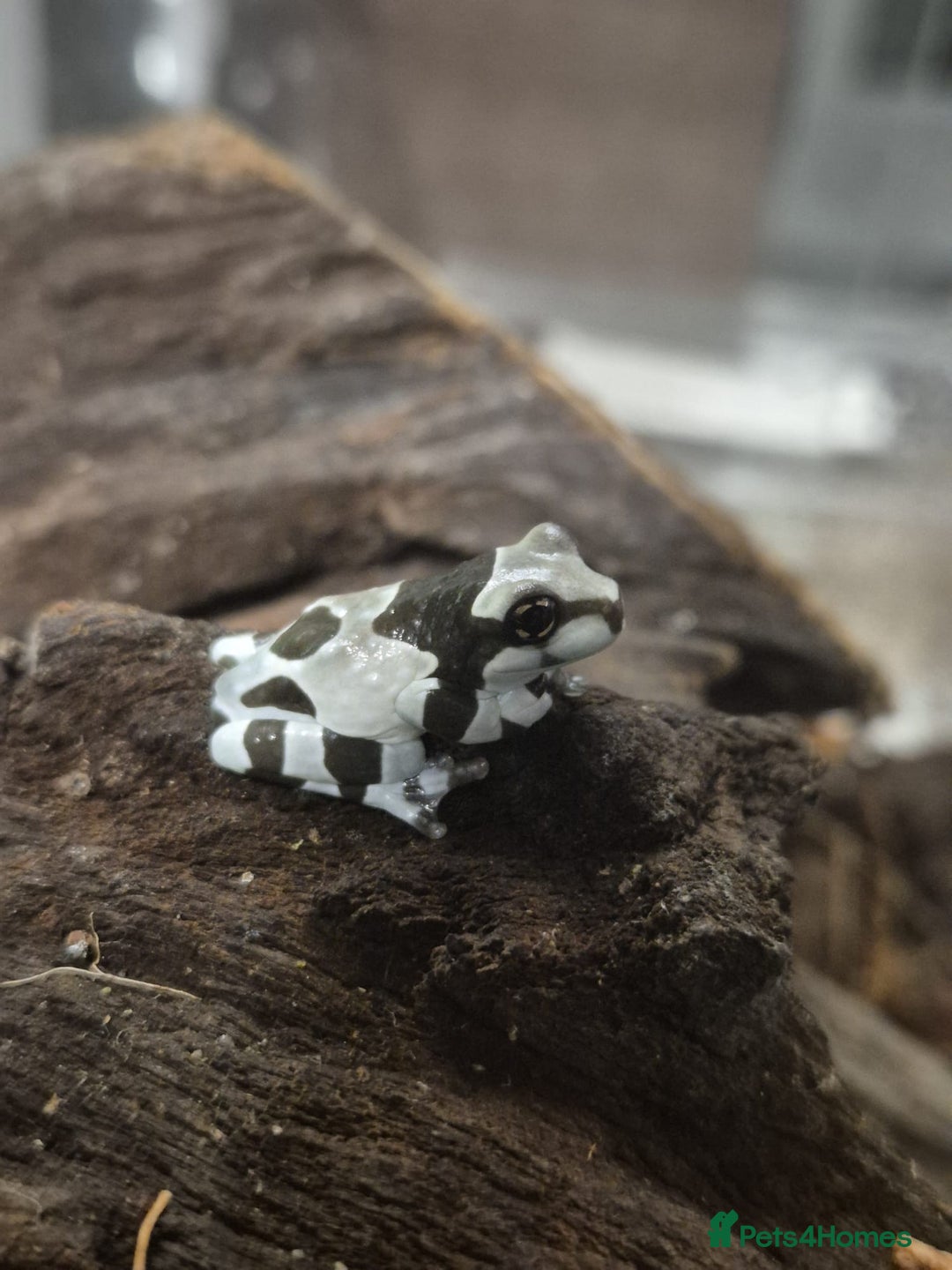 Frog reptiles for sale: Amazon milk frogs - Image 5