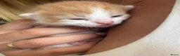 Mixed Breed cats for sale: 6 beautiful kittens - Advert 9