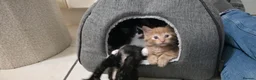 Mixed Breed cats for sale: 7 Adorable kittens ready for their furever home - Advert 12