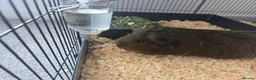 Guinea Pig rodents for sale: Guinea pig boar - Advert 3