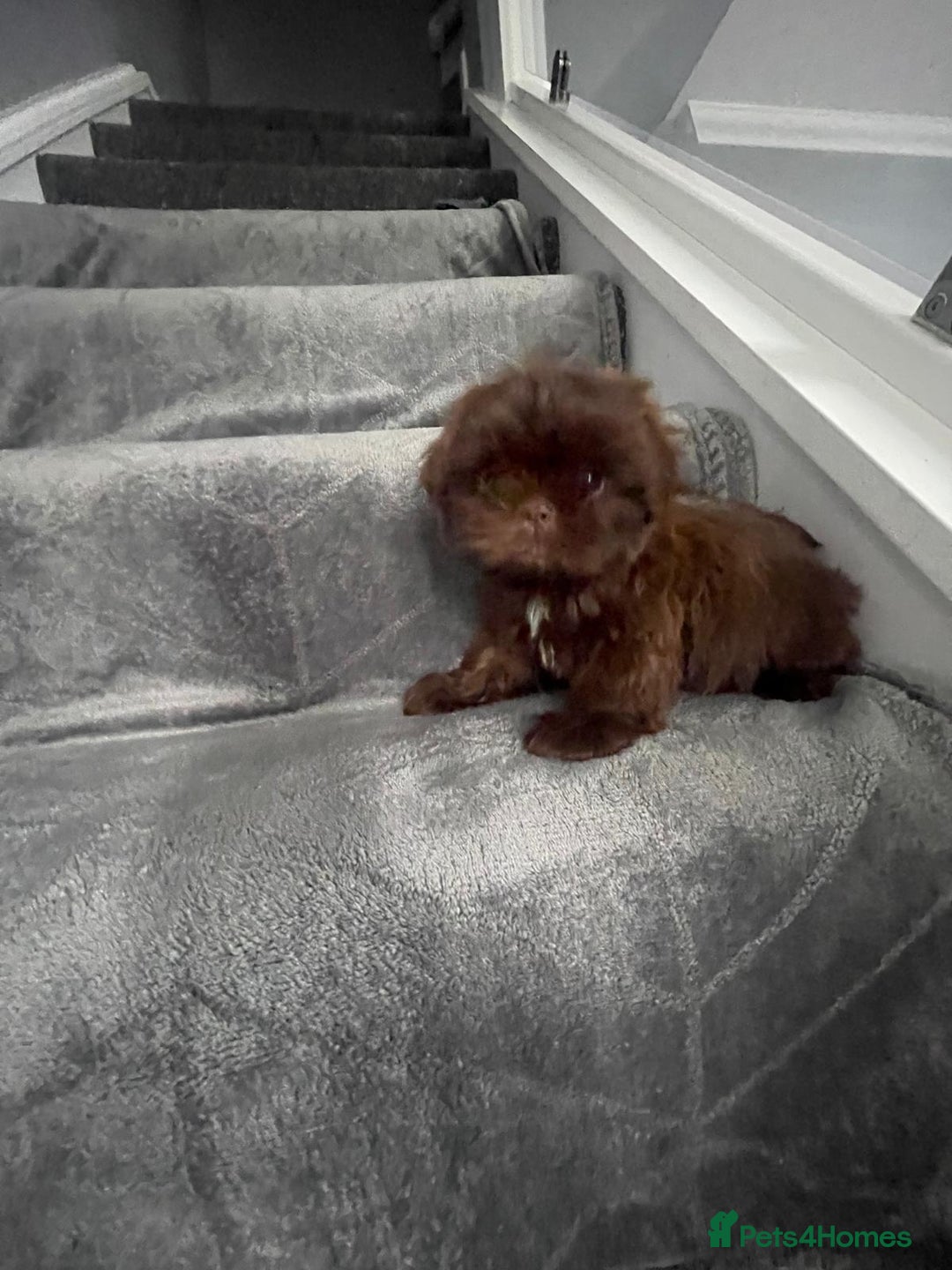 Shih Tzu dogs for sale: Imperial shih tzu pups  - Image 12