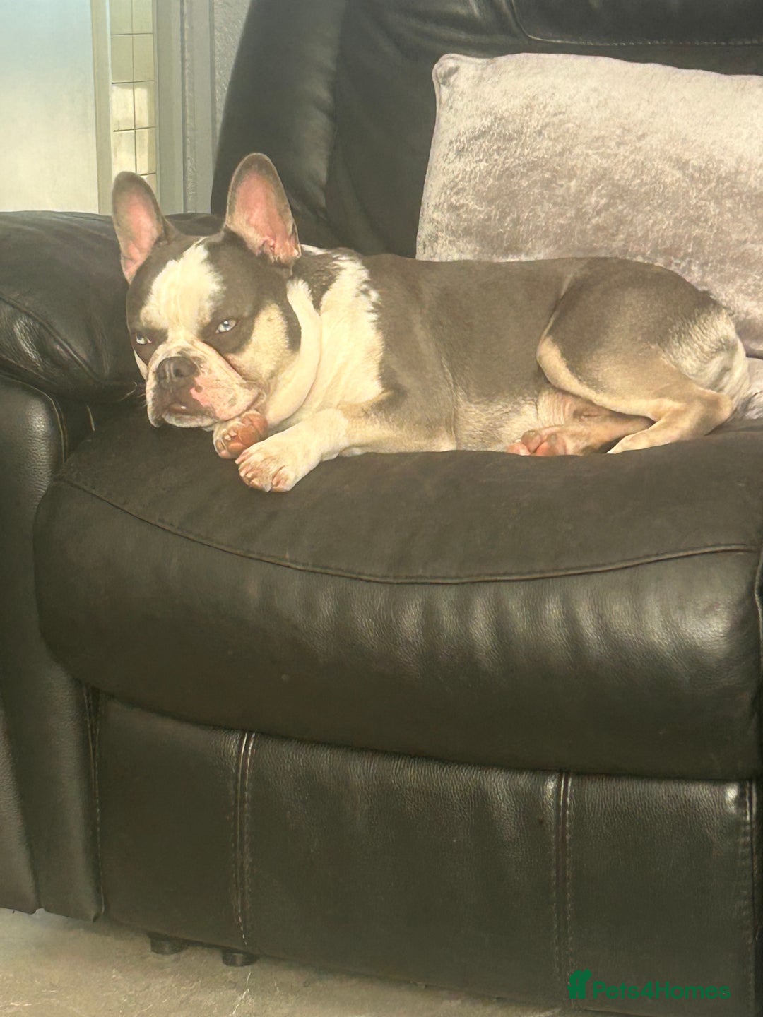 French Bulldog dogs for sale: Husky French bulldog  - Image 1