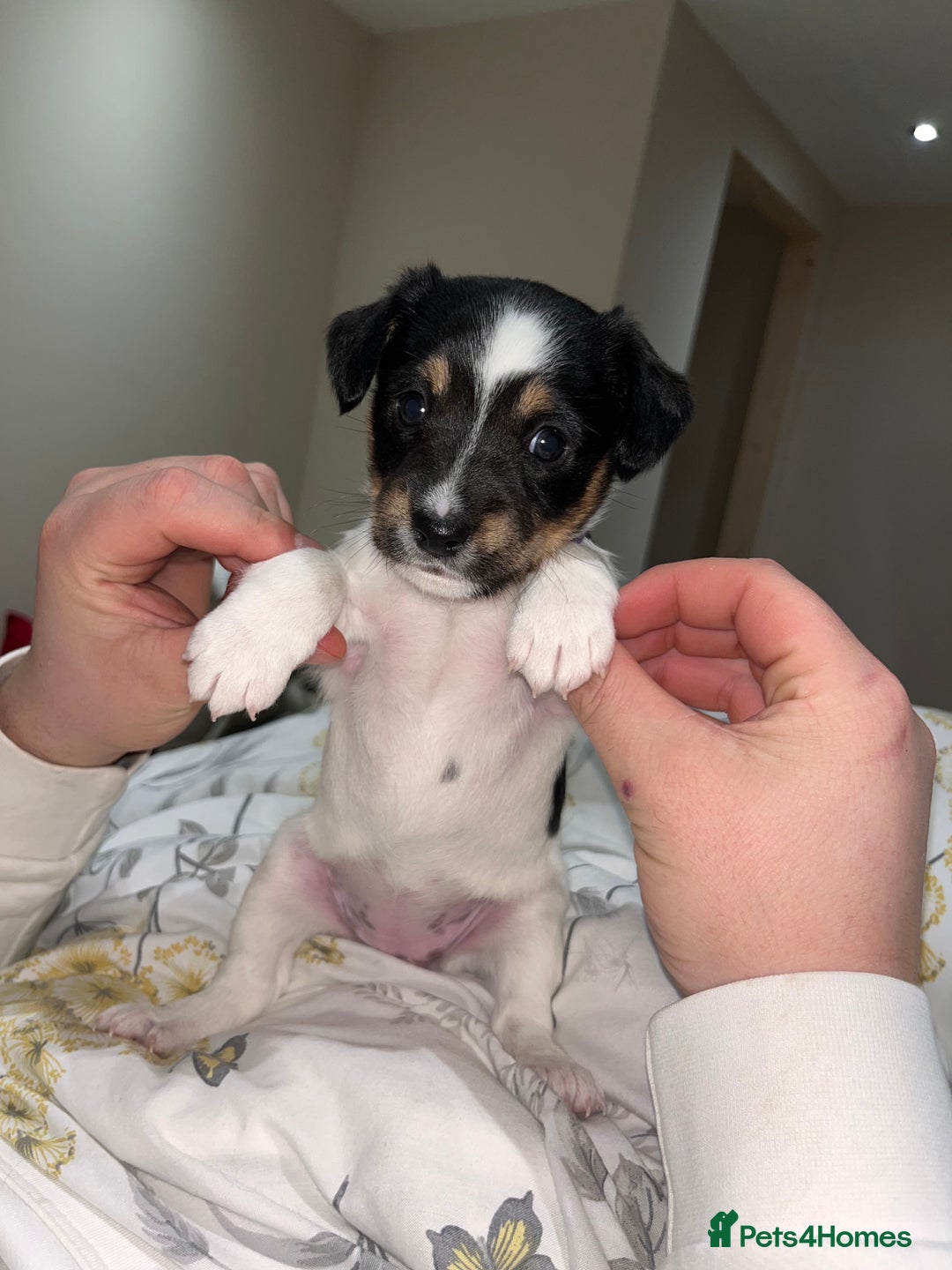 Jack Russell dogs for sale: Jack russel puppy’s  - Advert 9