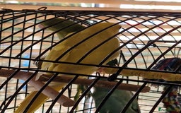 Parakeets birds for sale: Indian Female RingNeck Parakeet - Image 3
