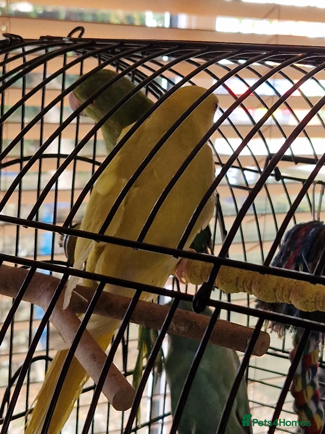 Parakeets birds for sale: Indian Female RingNeck Parakeet - Image 3