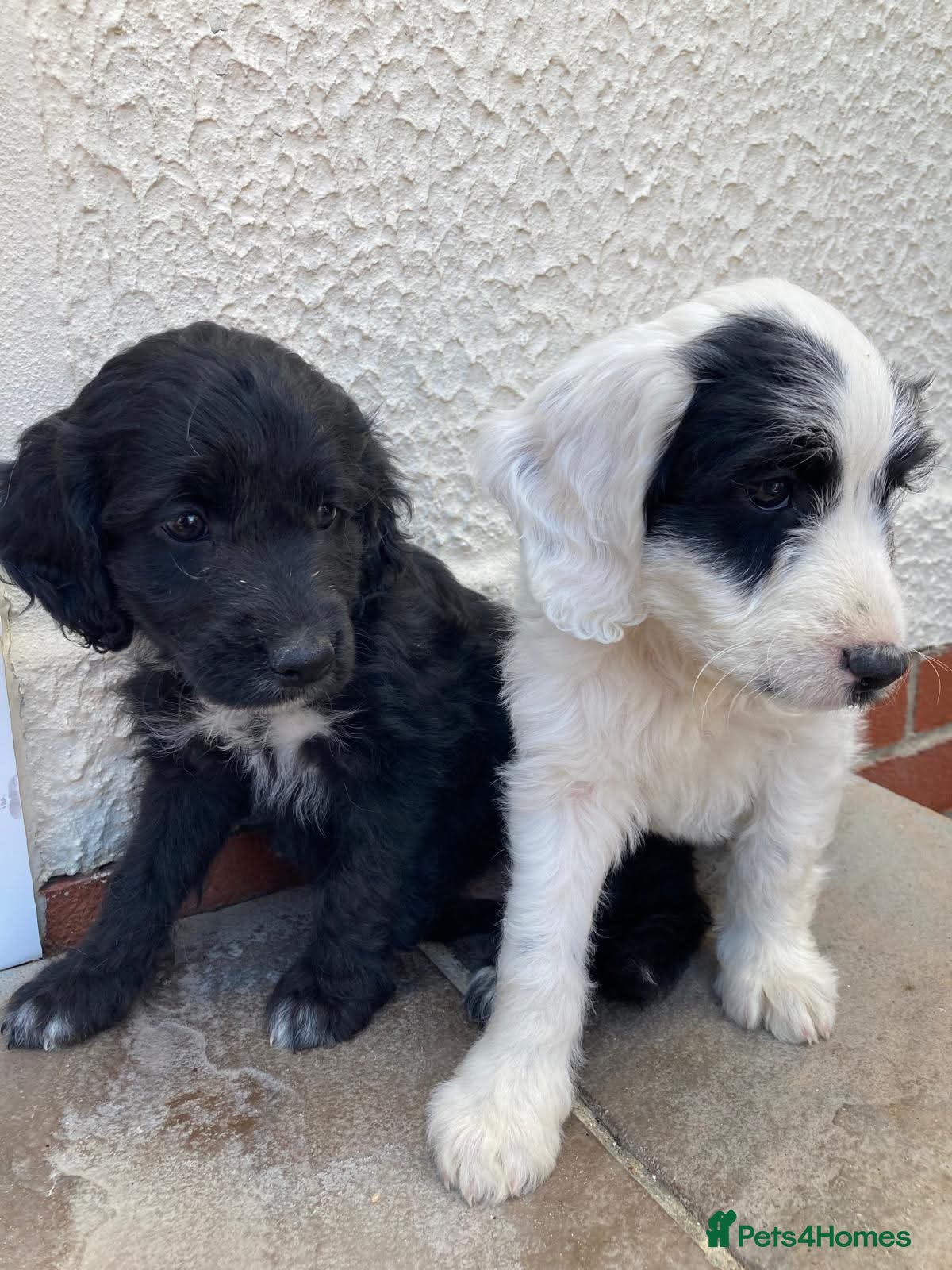 Cockapoo dogs Ready now beautiful cocker poo puppies  - Advert 1