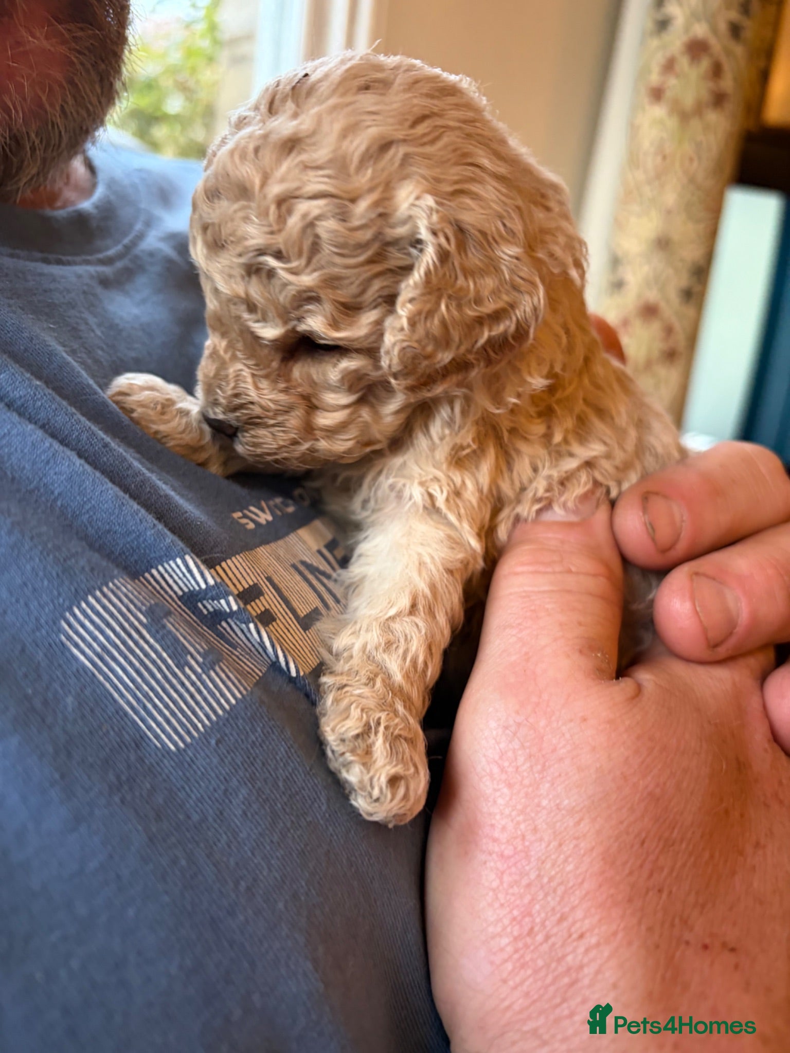 Toy Poodle dogs Last two boy Toy Poodle Puppies - Ellon- £1500 - Advert 8