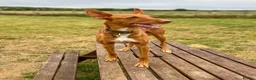 Ibizan Hound dogs for adoption: Pedro - foster or adoption considered  in Hungerford - Advert 3